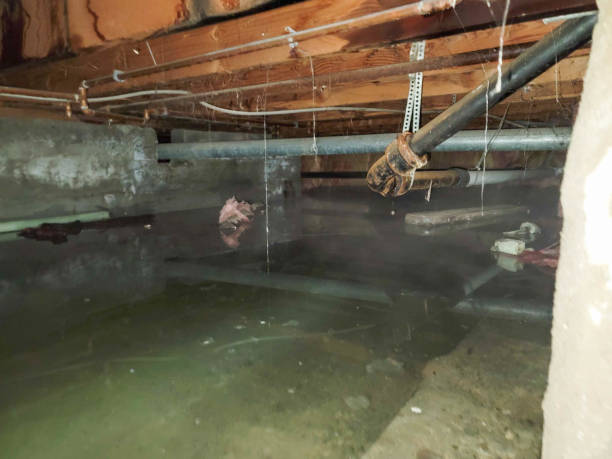 Best Water damage cleanup near me  in Upland, PA